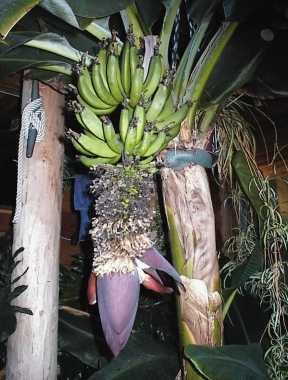 It's getting longer with lots of flowers.