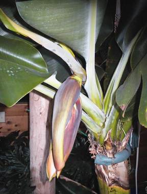 It has grown this much in just a few days.