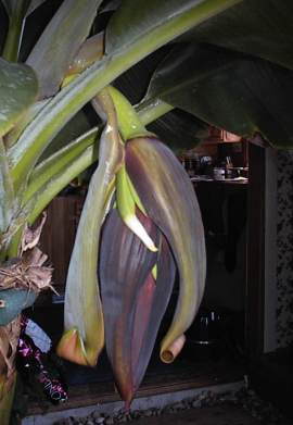 The little bananas are beginning to show