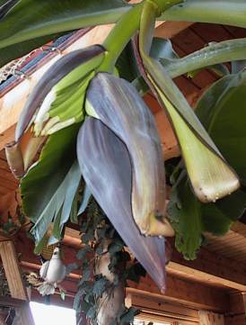 The bananas are getting bigger.