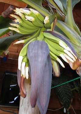 Now we're talkin' bananas!