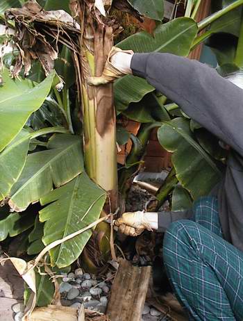 The cutting of the tree