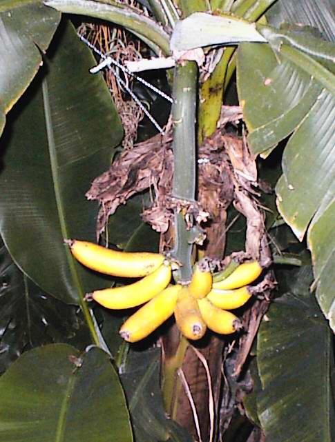 A delicious crop of bananas!